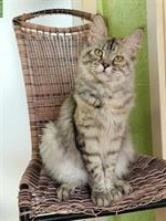 2 Maine Coon Katzen, kastriert mit Stammbaum