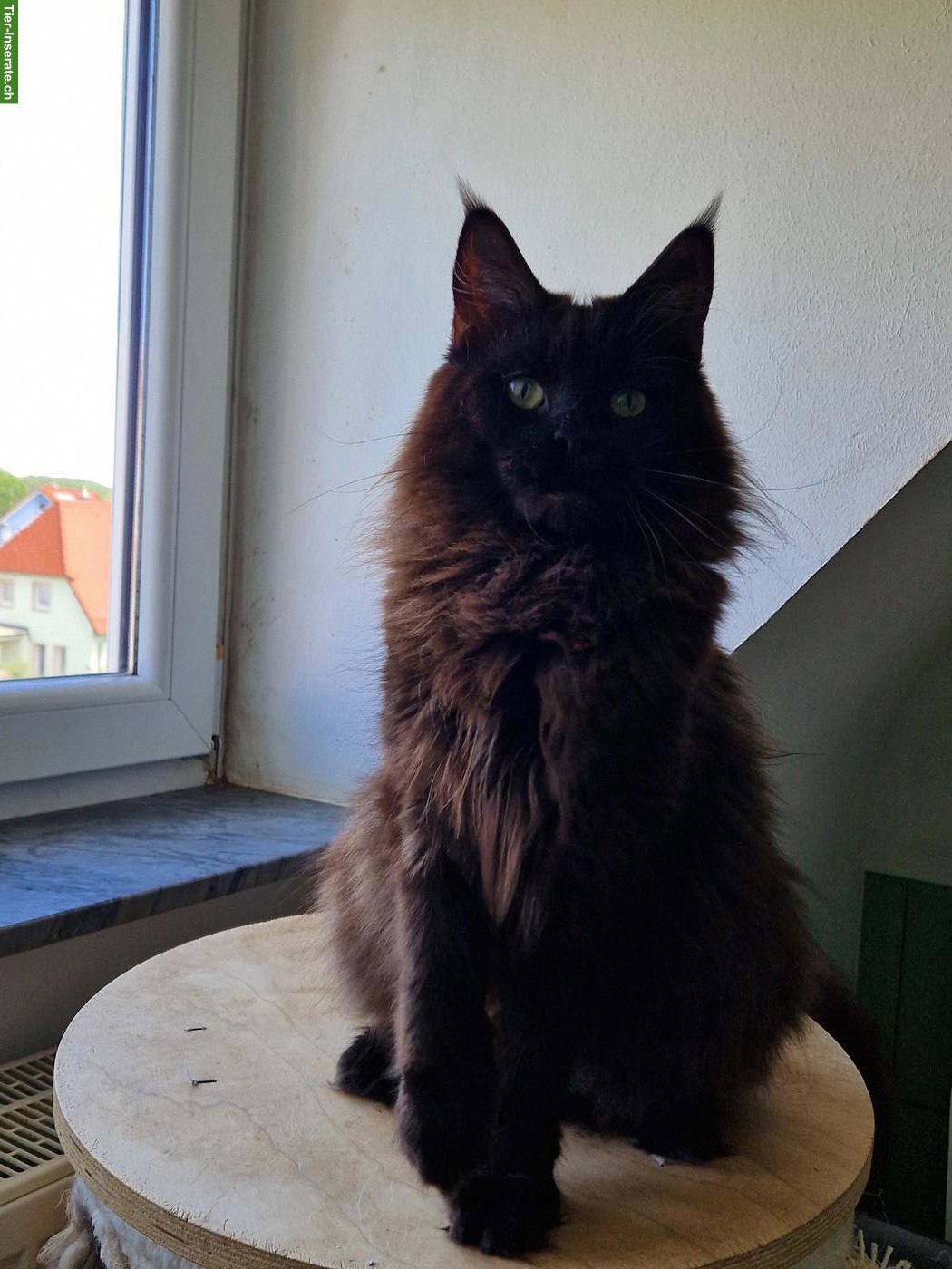 Bild 10: Maine Coon Katzen mit Stammbaum