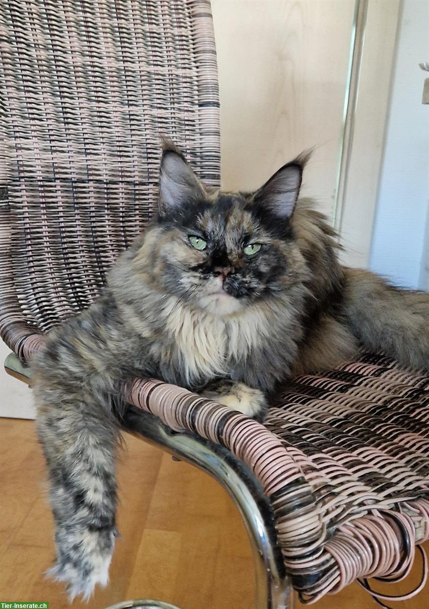 Bild 2: 2 Maine Coon Katzen, kastriert mit Stammbaum