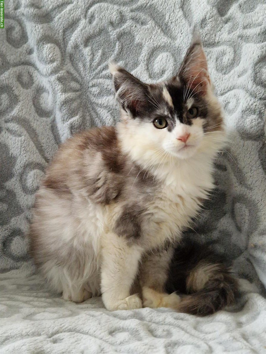 Bild 3: Maine Coon Katzen mit Stammbaum