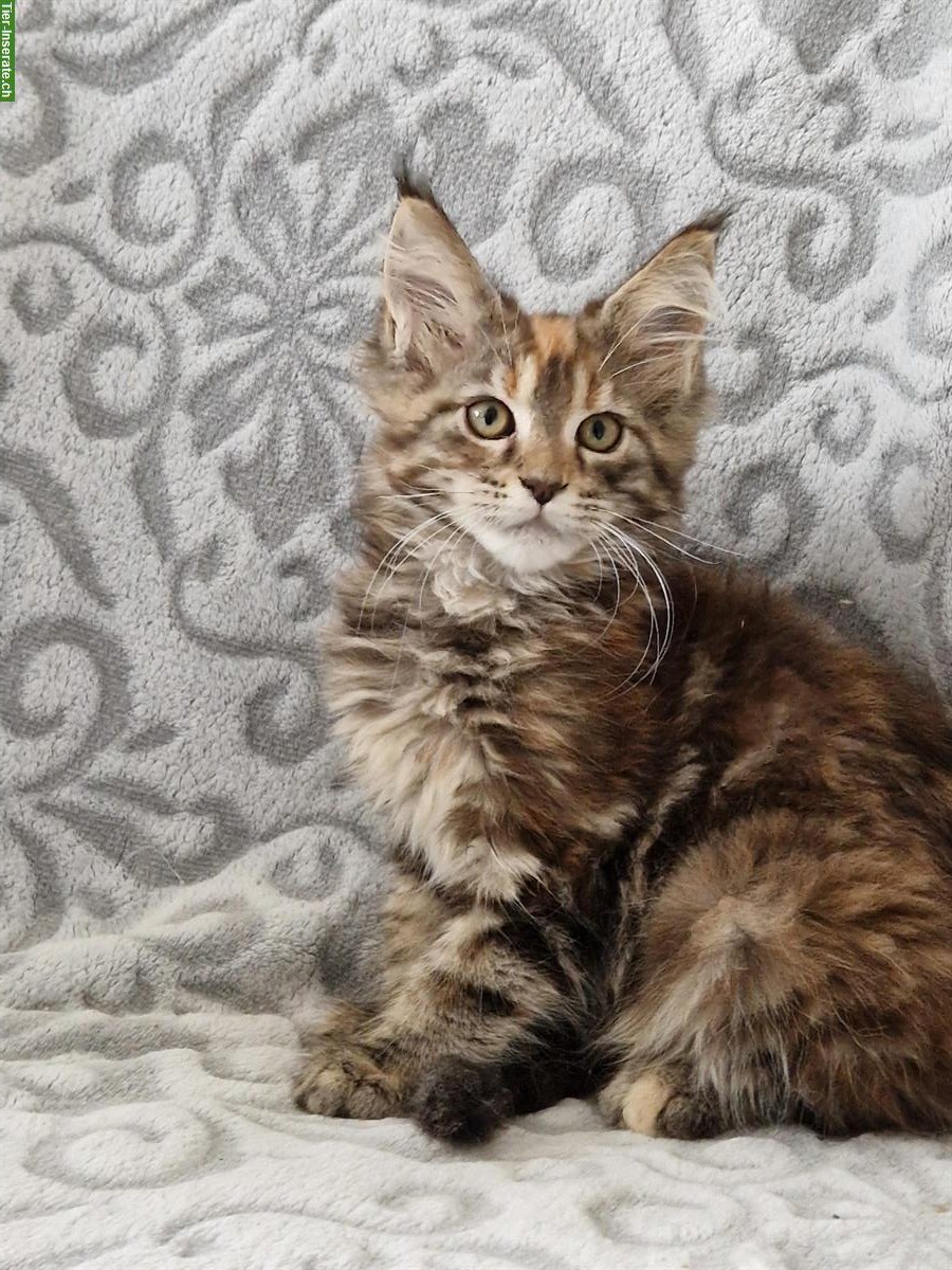 Bild 4: Maine Coon Katzen mit Stammbaum
