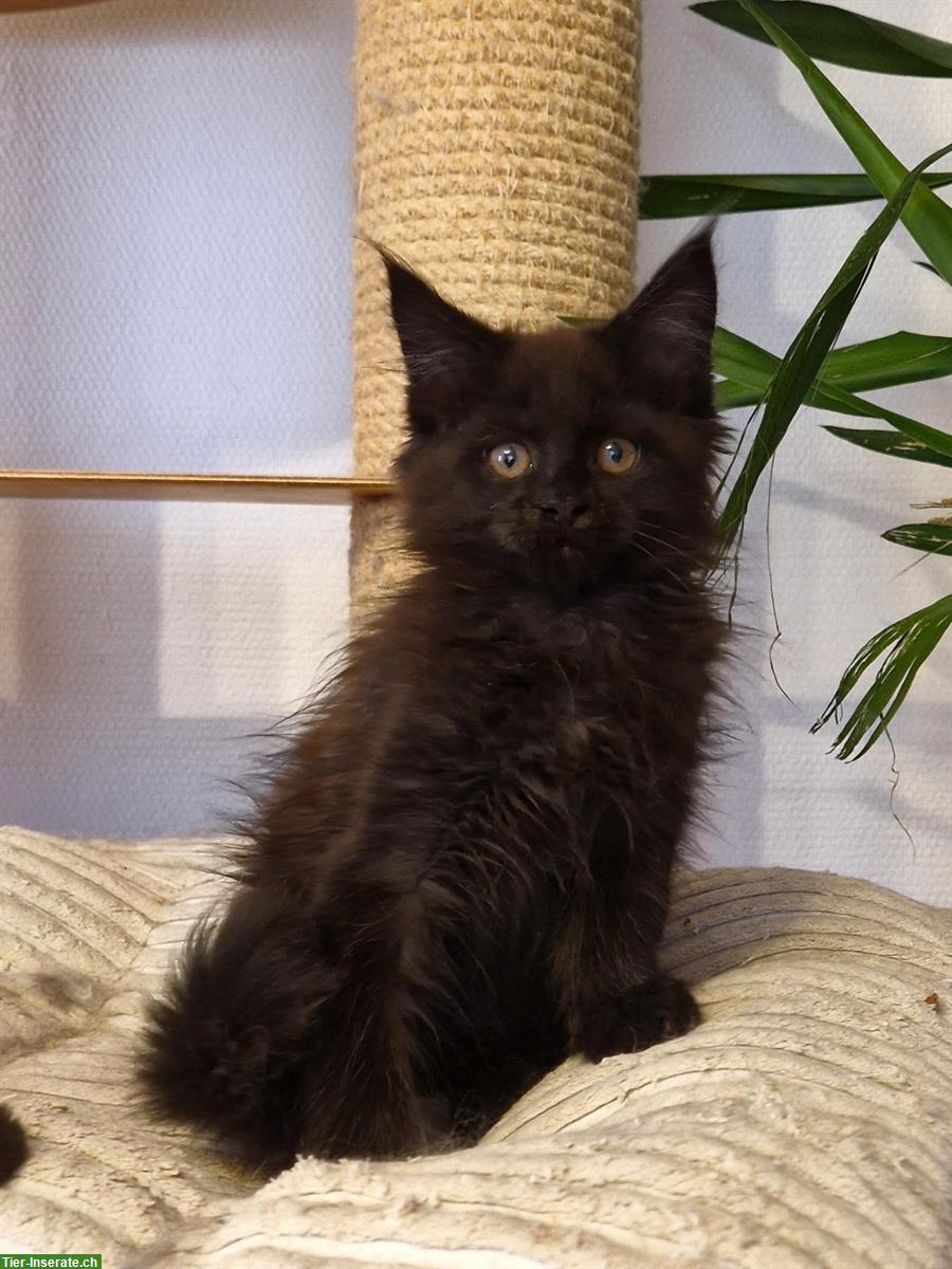 Bild 5: Maine Coon Katzen mit Stammbaum