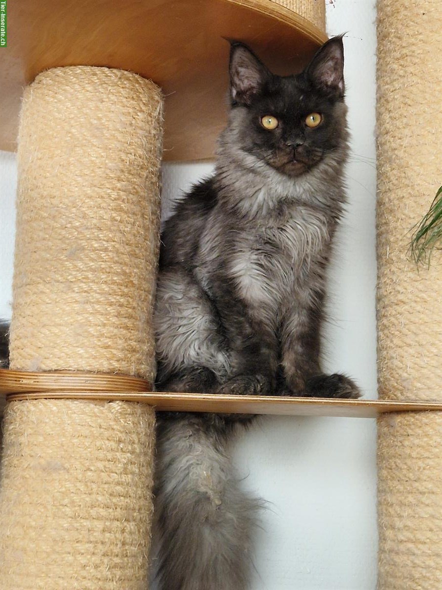 Bild 6: Maine Coon Katzen mit Stammbaum