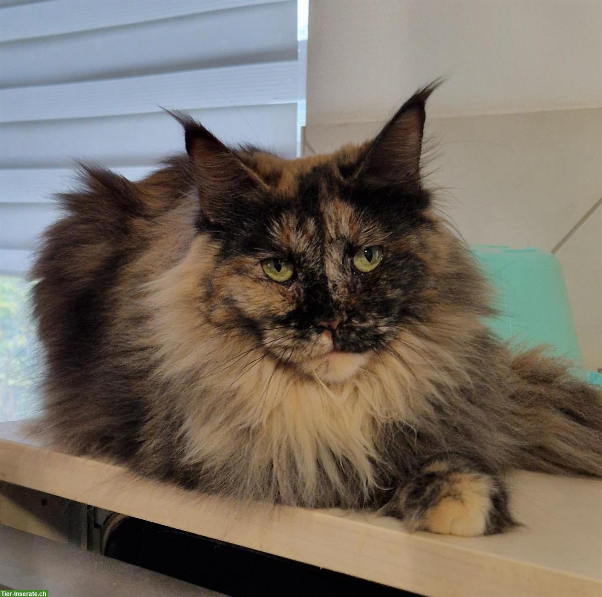 Bild 7: Maine Coon Katzen mit Stammbaum