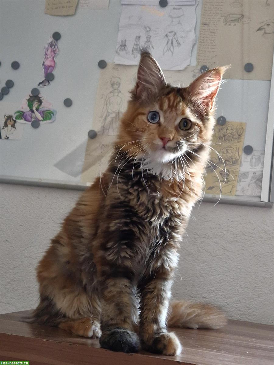 Bild 8: Maine Coon Katzen mit Stammbaum
