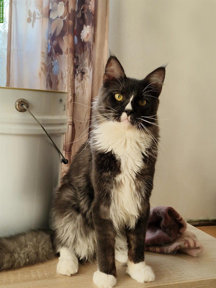 Bild 9: Maine Coon Katzen mit Stammbaum