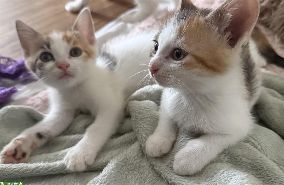 Liebevolle Babykatzen zu verkaufen