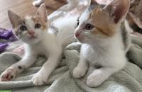 Liebevolle Babykatzen zu verkaufen