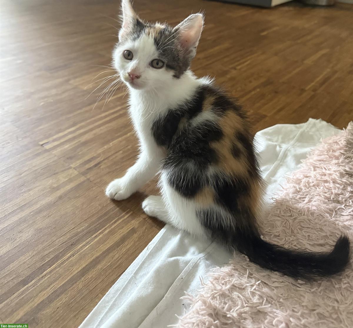 Bild 2: Liebevolle Babykatzen zu verkaufen