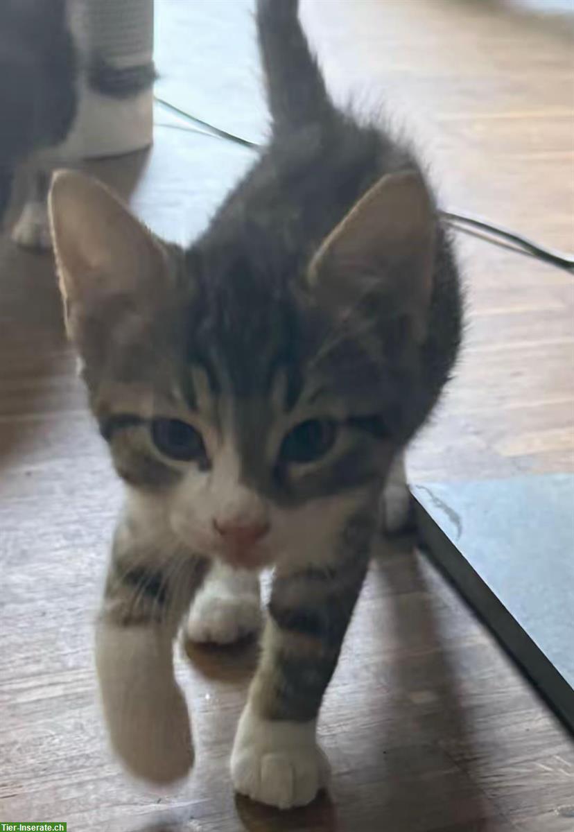 Bild 3: Liebevolle Babykatzen zu verkaufen