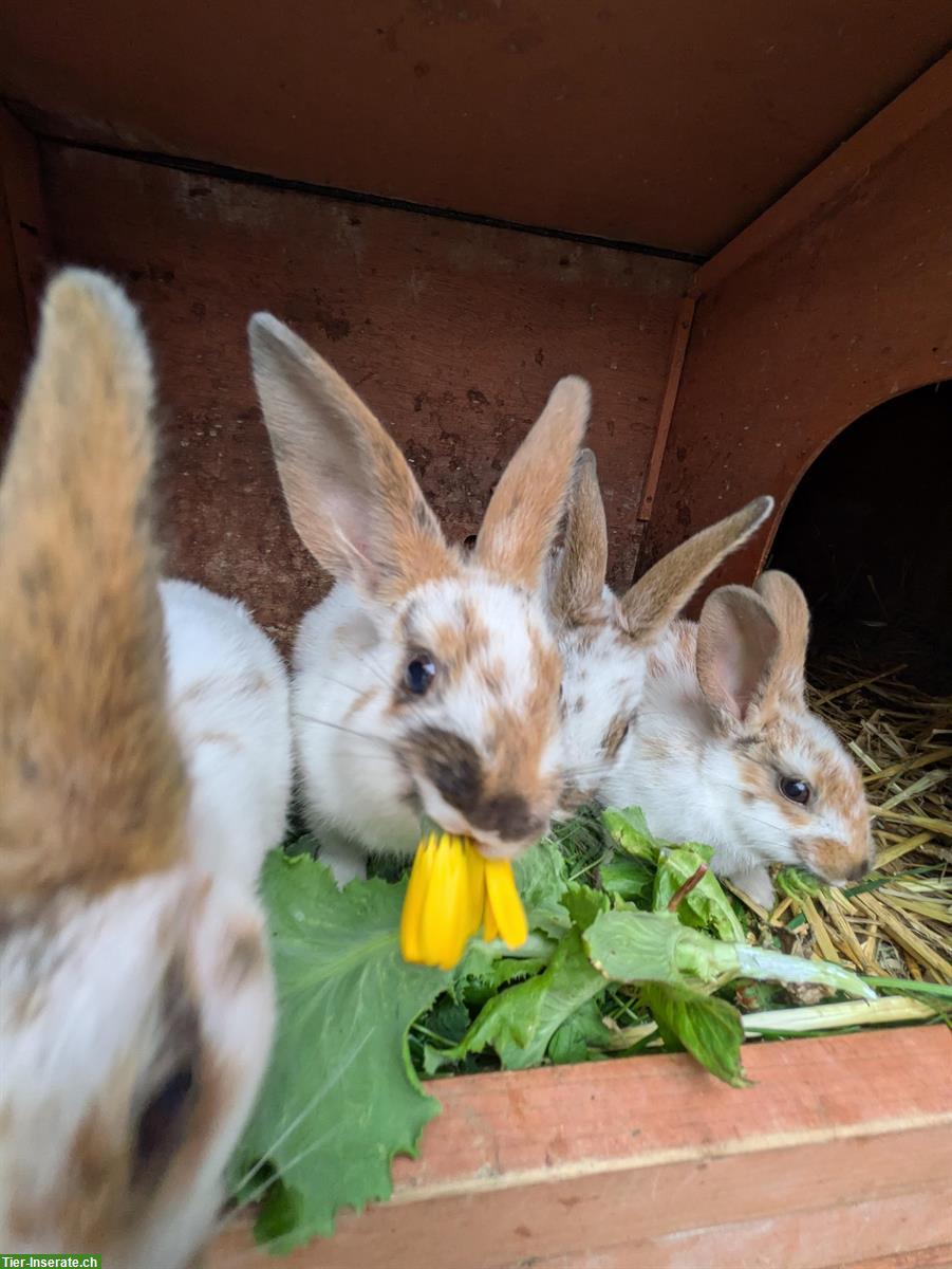2 sehr zutrauliche, männliche Häsli, Schweizer Schecke x Rex