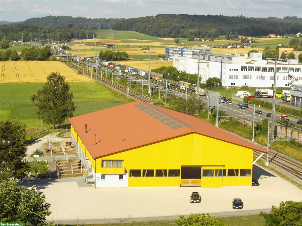 1 Auslaufboxe zu vermieten mit Reithallenbenützung, Urtenen-Schönbühl