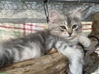 Selbstbewusstes Sibirisches Katerchen mit Papieren