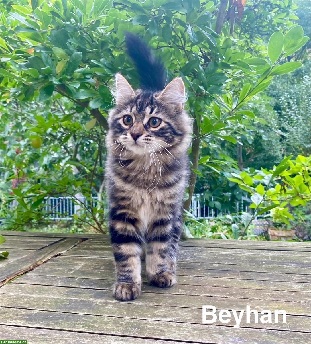 Bild 10: Reinrassige Sibirische-Waldkatzen Kitten mit Stammbaum