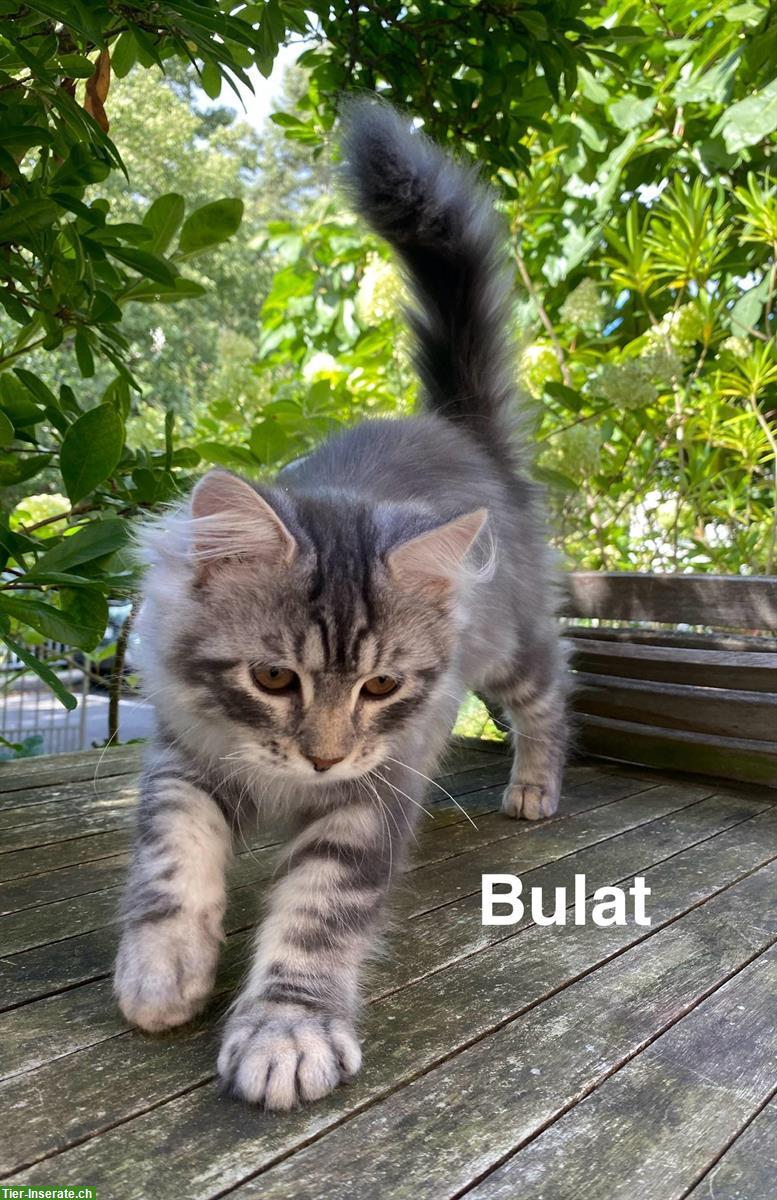 Bild 6: Reinrassige Sibirische-Waldkatzen Kitten mit Stammbaum