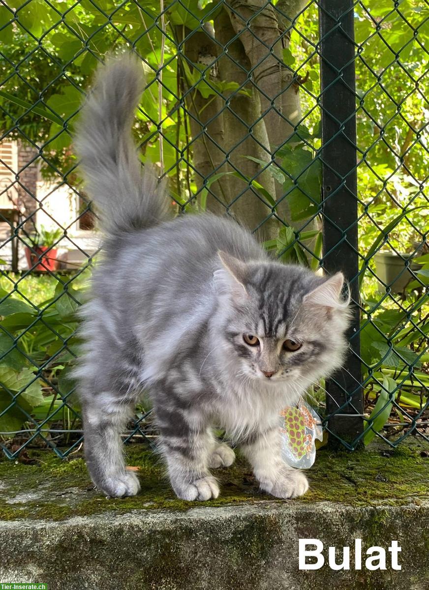 Bild 7: Reinrassige Sibirische-Waldkatzen Kitten mit Stammbaum