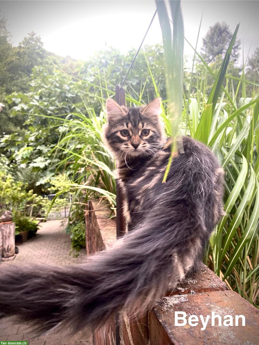 Bild 8: Reinrassige Sibirische-Waldkatzen Kitten mit Stammbaum