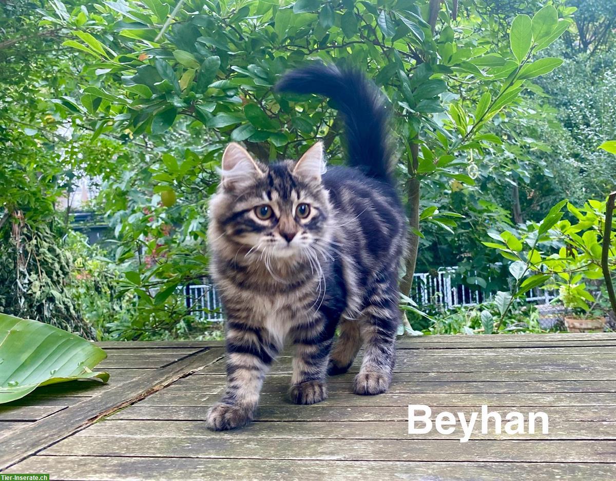 Bild 9: Reinrassige Sibirische-Waldkatzen Kitten mit Stammbaum