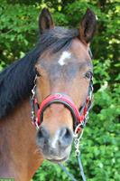 New Forest Pony Wallach, 1.40 m