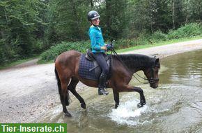 Bild 2: New Forest Pony Wallach, 1.40 m