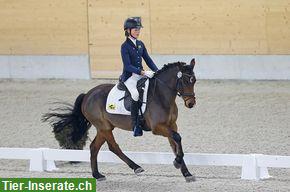 Bild 3: New Forest Pony Wallach, 1.40 m