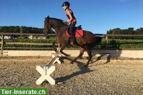 Bild 4: New Forest Pony Wallach, 1.40 m