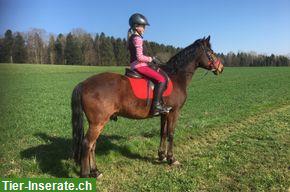 Bild 5: New Forest Pony Wallach, 1.40 m
