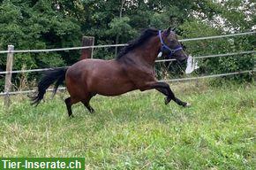 Bild 6: New Forest Pony Wallach, 1.40 m