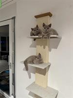 Zauberhafte BKH Kitten suchen ihr Traumzuhause