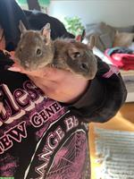 4 Handzahme Degu mit neuer Voliere