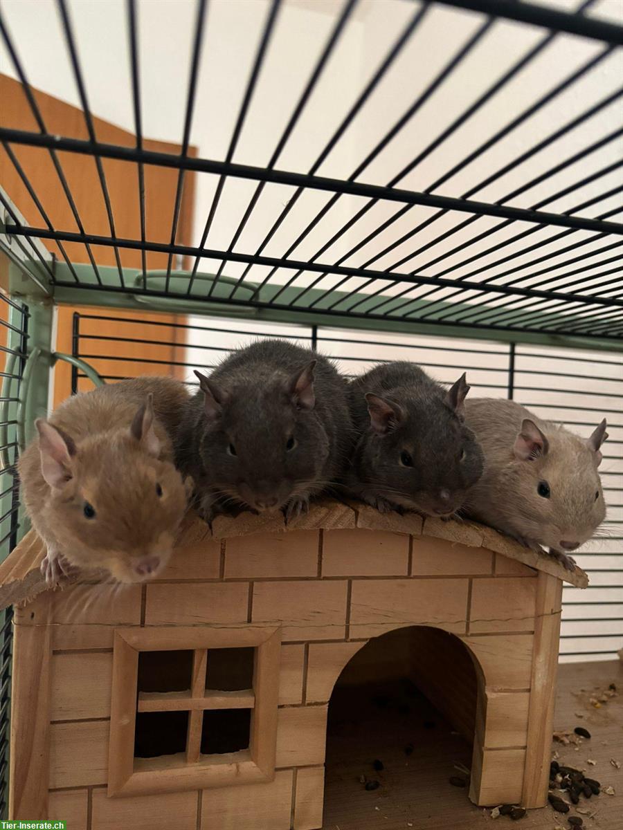 Bild 2: 4 Handzahme Degu mit neuer Voliere