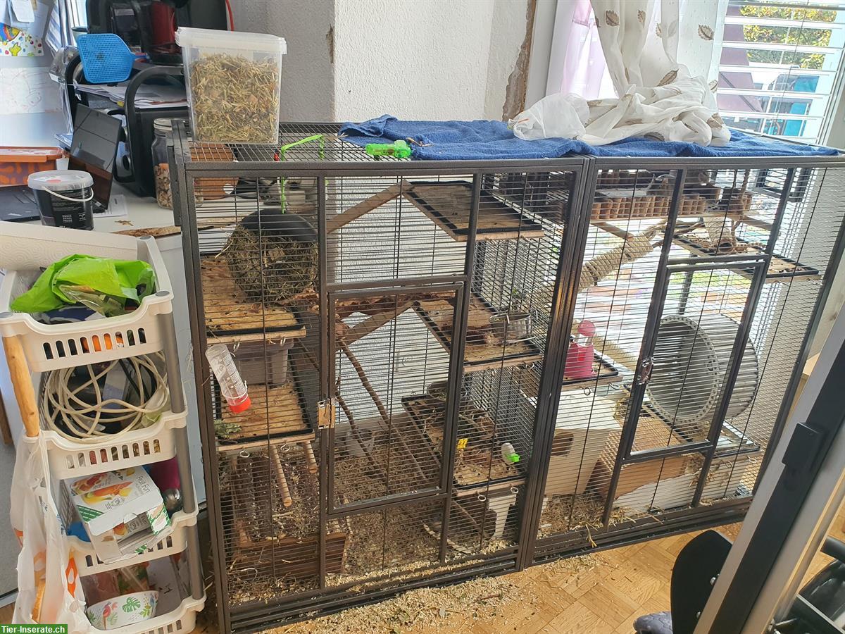 Bild 3: 4 Handzahme Degu mit neuer Voliere