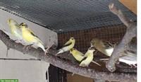 5 Kanarienvögel zu verkaufen für 30 Fr. pro Vogel