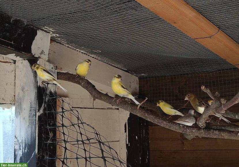 Bild 2: 5 Kanarienvögel zu verkaufen für 30 Fr. pro Vogel