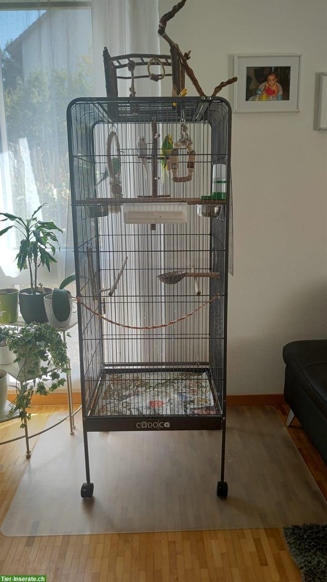 3 Wellensittiche mit Käfig zu verkaufen