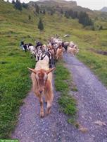 Ziegen 🐐 Bestand Auflösung