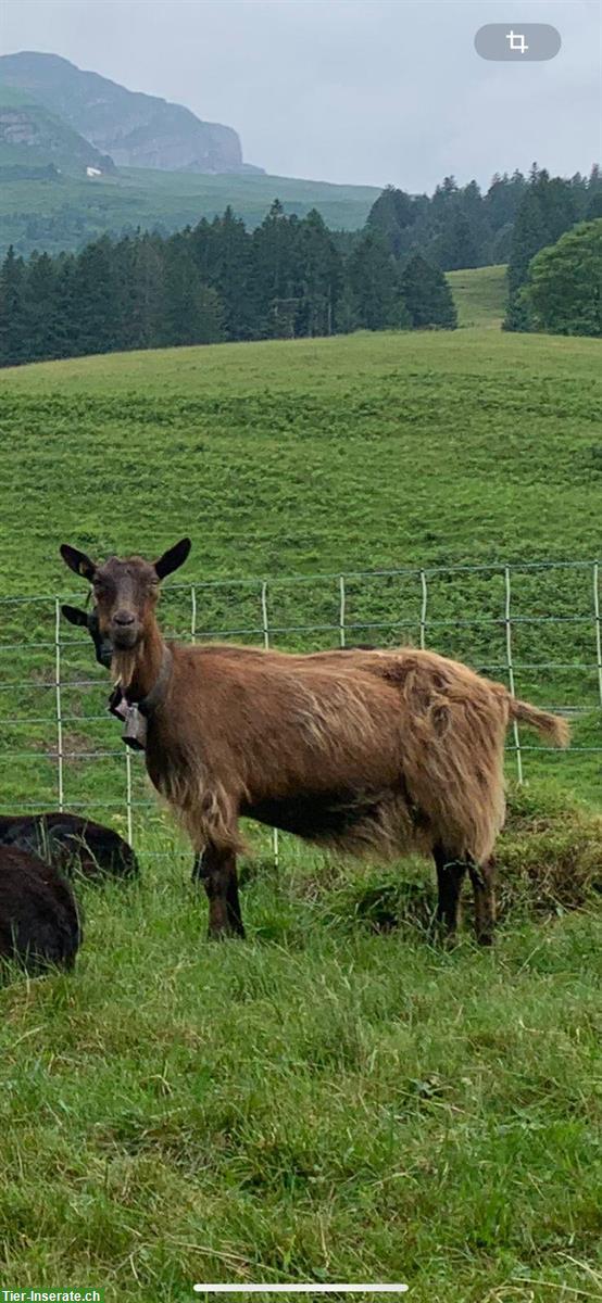 Bild 3: Ziegen 🐐 Bestand Auflösung