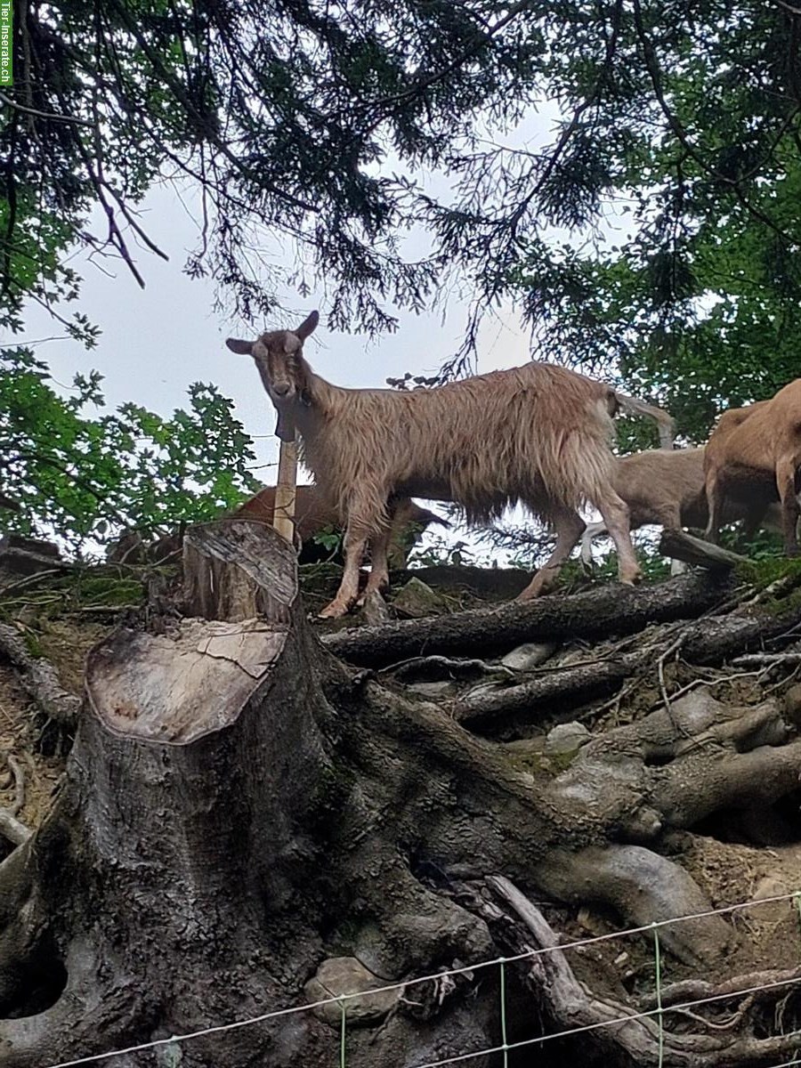 Bild 5: Ziegen 🐐 Bestand Auflösung