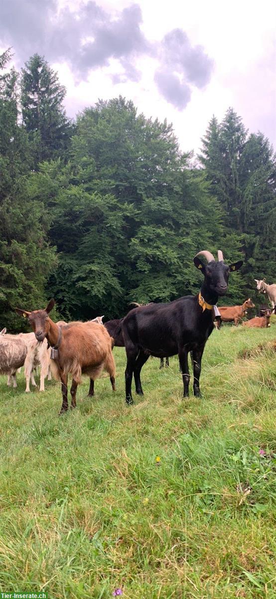 Bild 6: Ziegen 🐐 Bestand Auflösung