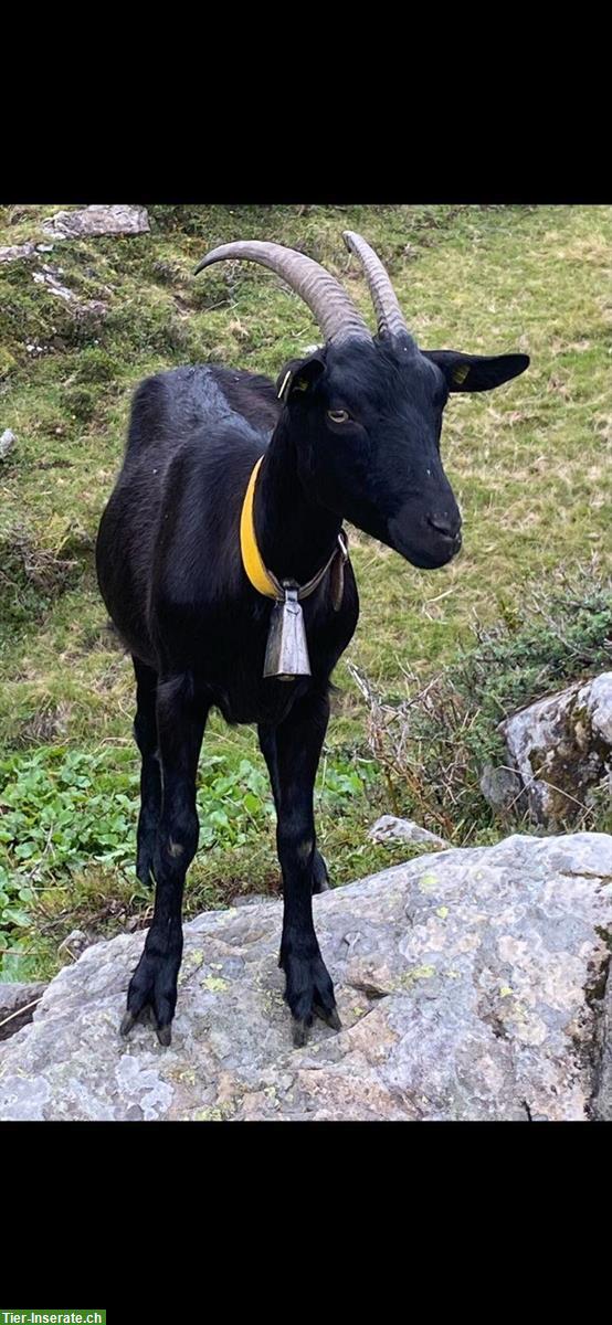 Bild 7: Ziegen 🐐 Bestand Auflösung
