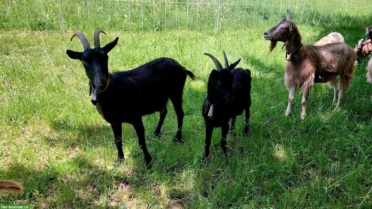 Bild 8: Ziegen 🐐 Bestand Auflösung
