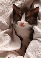 Süsse junge Katzen suchen liebevolles Zuhause