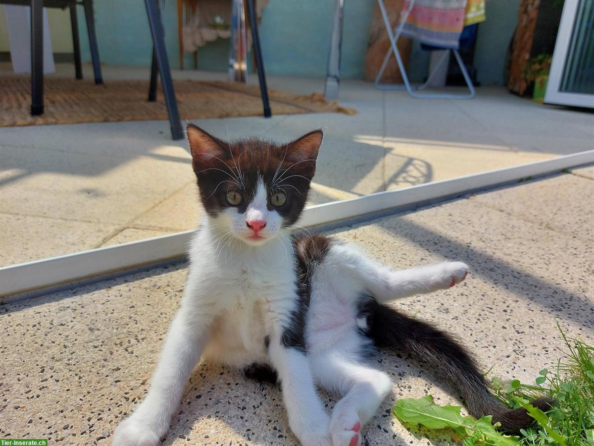 Bild 2: Süsse junge Katzen suchen liebevolles Zuhause