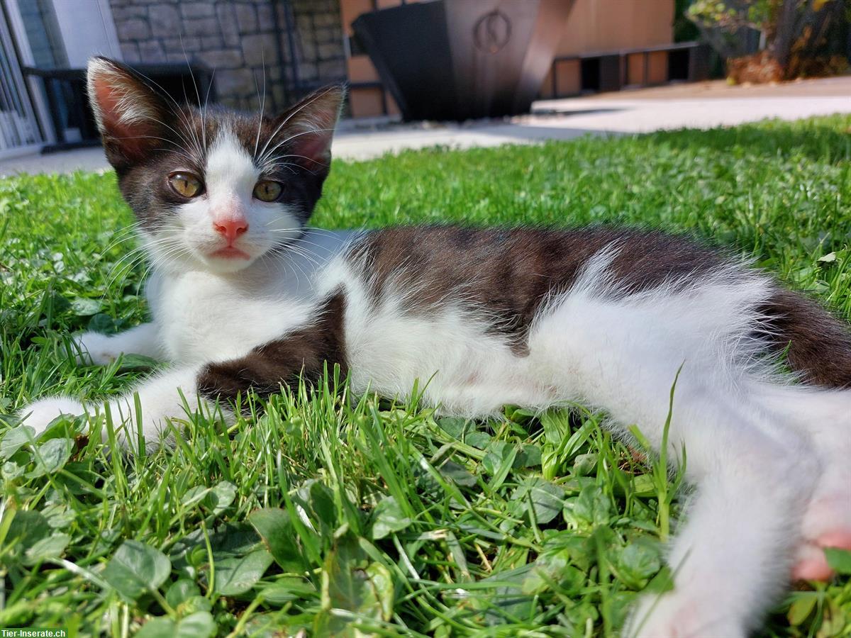 Bild 3: Süsse junge Katzen suchen liebevolles Zuhause