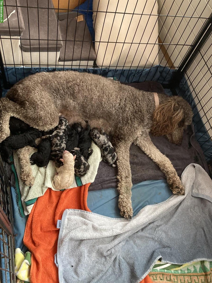 Bild 5: Toller Königspudel sucht Familienplatz