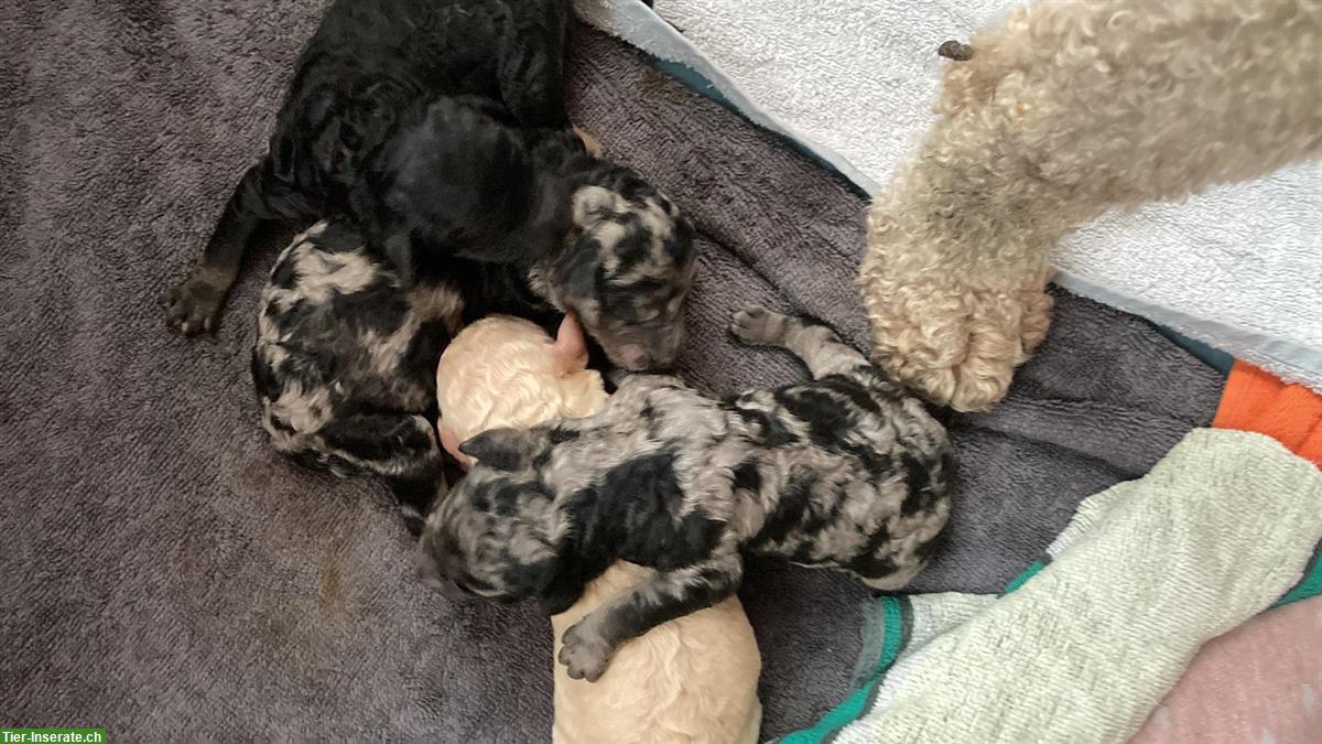 Bild 6: Toller Königspudel sucht Familienplatz