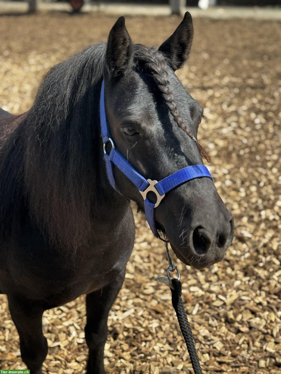 Coole Shetty Stute zu verkaufen