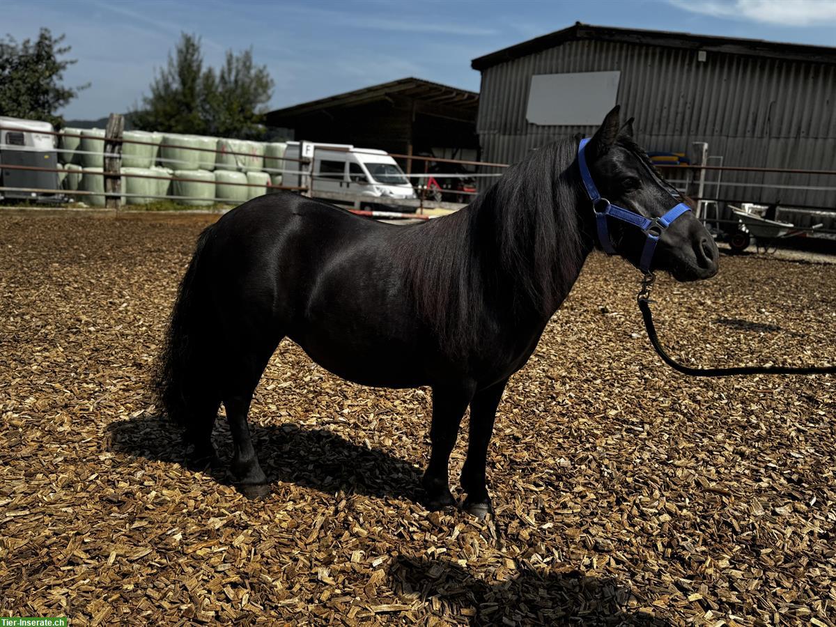 Bild 2: Coole Shetty Stute zu verkaufen