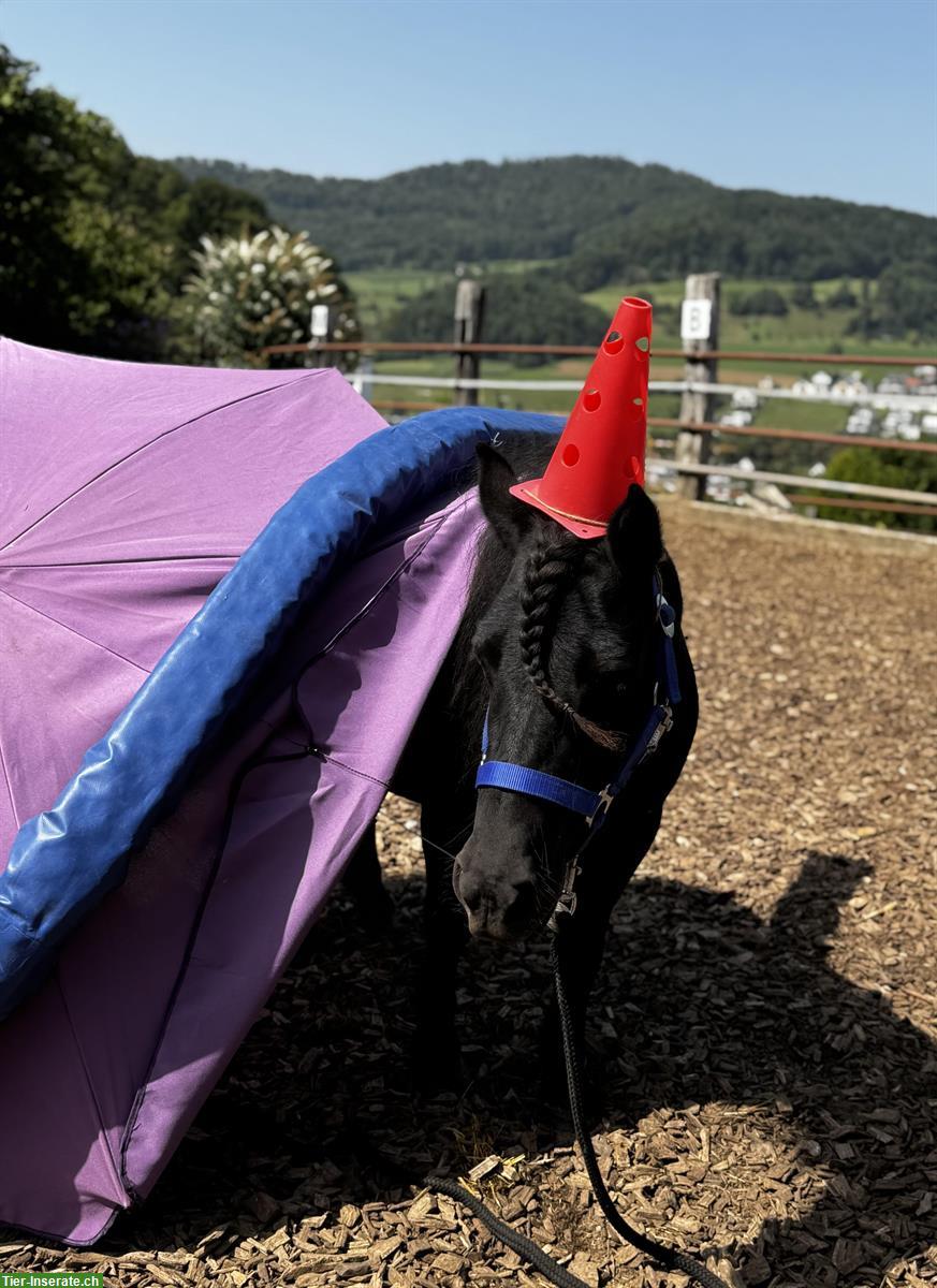 Bild 4: Coole Shetty Stute zu verkaufen