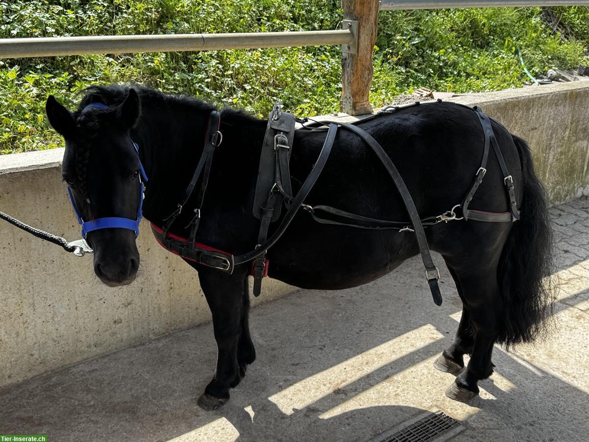 Bild 5: Coole Shetty Stute zu verkaufen